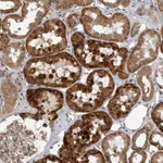 Atlas Antibodies Anti-WNT16 Antibody