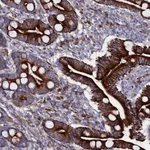 Atlas Antibodies Anti-WNT8A Antibody