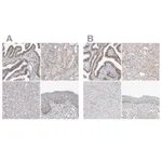 Atlas Antibodies Anti-WRAP53 Antibody
