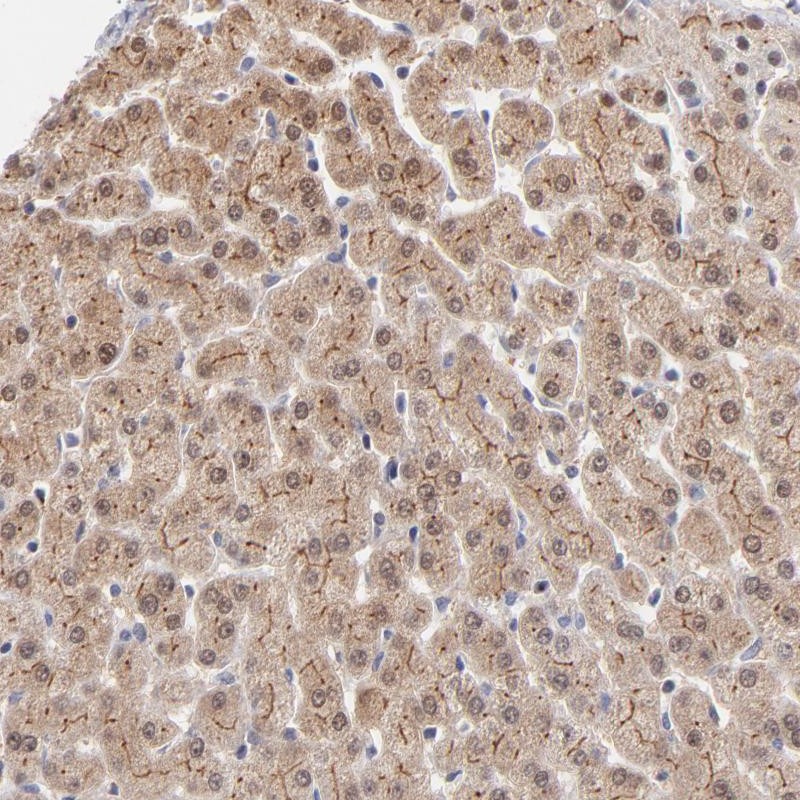 Atlas Antibodies Anti-WSB1 Antibody