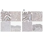 Atlas Antibodies Anti-WRAP53 Antibody