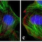 Thermo Fisher Scientific Rabbit anti-Goat IgG (Heavy Chain) Superclonal Secondary Antibody