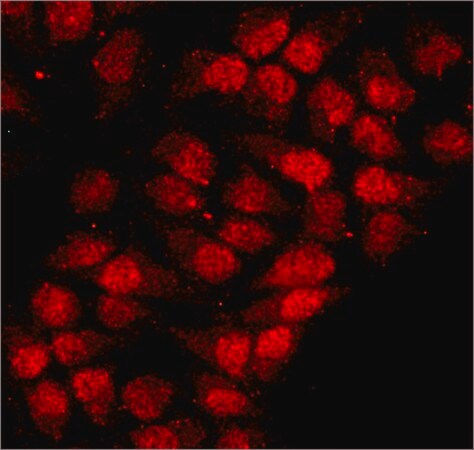 Merck Anti-hnRNP-A1 antibody, Mouse monoclonal