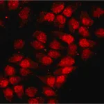 Merck Anti-hnRNP-A1 antibody, Mouse monoclonal