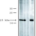 Merck ANTI-PHOSPHO HISTONE H2AX (PSER139), DEV