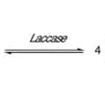Merck LACCASE FROM FROM TRAMETES VERSICOLOR P&