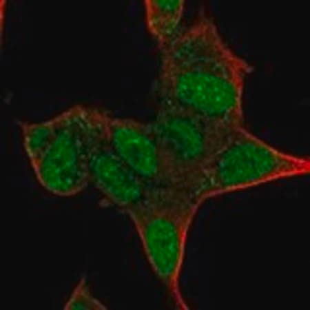 Merck Anti-ISL1 antibody produced in rabbit