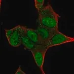 Merck Anti-ISL1 antibody produced in rabbit