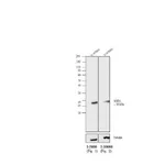 Thermo Fisher Scientific Rabbit anti-Mouse IgG, IgM (H+L) Secondary Antibody, AP