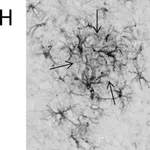 Merck MONOCLONAL ANTI-GLIAL FIBRILLARY ACID &