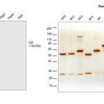 Thermo Fisher Scientific Goat anti-Human IgA (Heavy chain) Secondary Antibody, HRP