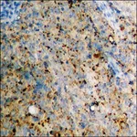 Merck Anti-phospho-CXCR4 (pSer339) antibody produced in rabbit