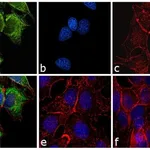 Thermo Fisher Scientific Goat anti-Mouse IgG2a Cross-Adsorbed Secondary Antibody, FITC