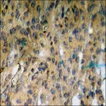 Merck Anti-phospho-Coagulation Factor III (pSer290) antibody produced in rabbit