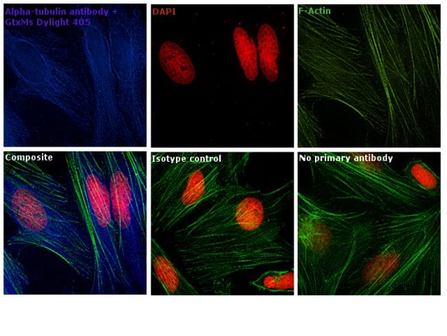 Thermo Fisher Scientific Goat anti-Mouse IgG (H+L) Secondary Antibody, DyLight 405