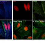 Thermo Fisher Scientific Goat anti-Mouse IgG (H+L) Secondary Antibody, DyLight 405