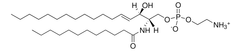 Merck C12 Sphingosyl PE (d17:1/12:0)