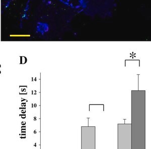 Merck ANTI-ACTIN, ALPHA-SMOOTH MUSCLE - CY3&