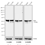 Thermo Fisher Scientific Rat anti-Mouse IgG2a Secondary Antibody, HRP