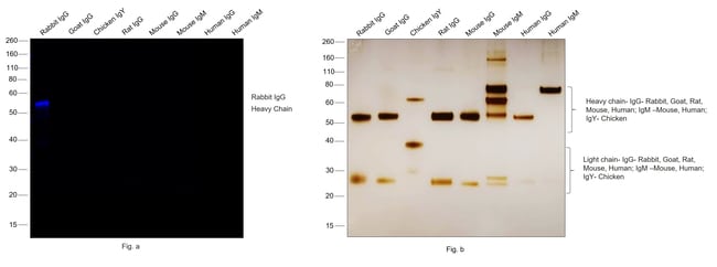 Thermo Fisher Scientific F(ab`)2-Goat anti-Rabbit IgG (H+L) Secondary Antibody, Qdot 705