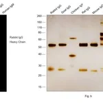 Thermo Fisher Scientific F(ab`)2-Goat anti-Rabbit IgG (H+L) Secondary Antibody, Qdot 705