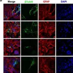 Thermo Fisher Scientific Goat anti-Rat IgG (H+L) Cross-Adsorbed Secondary Antibody, Alexa Fluor 555