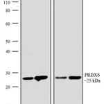 Thermo Fisher Scientific Goat anti-Rabbit IgG (H+L) Secondary Antibody, AP