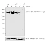 Thermo Fisher Scientific Donkey anti-Sheep IgG (H+L) Highly Cross-Adsorbed Secondary Antibody, HRP