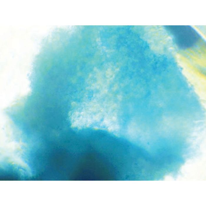 Himedia EZstain Chondrocyte Staining Kit