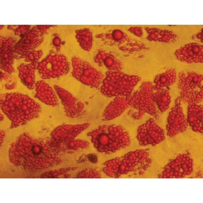 Himedia EZstain Adipocyte Staining Kit