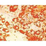 Himedia HiDiff Adipogenesis Assay Kit