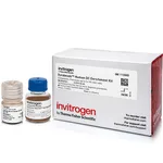 Thermo Fisher Scientific Dynabeads Human DC Enrichment Kit