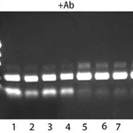 Merck JUMPSTART(TM) REDTAQ(R) DNA POLYMERASE&