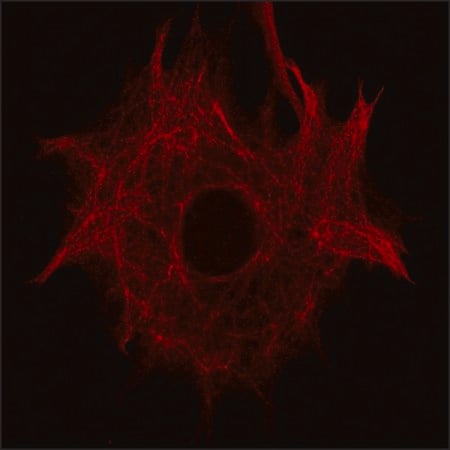 Merck Anti-Nestin (C-terminal region) antibody produced in rabbit