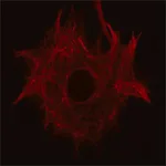Merck Anti-Nestin (C-terminal region) antibody produced in rabbit