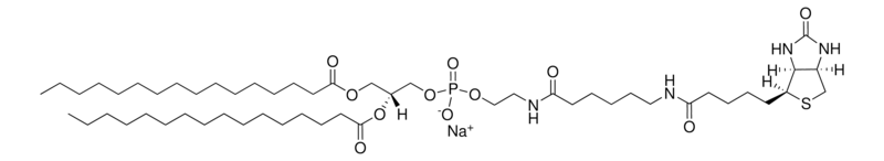 Merck 16:0 Biotinyl Cap PE