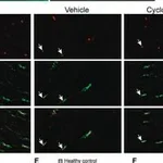 Merck MONOCLONAL ANTI-SODIUM CHANNEL (PAN),