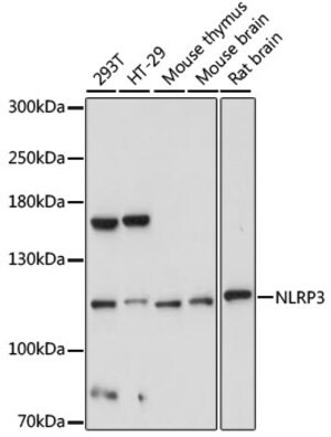 Merck ANTI-NLRP3 ANTIBODY PRODUCED IN RABBIT