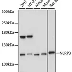Merck ANTI-NLRP3 ANTIBODY PRODUCED IN RABBIT