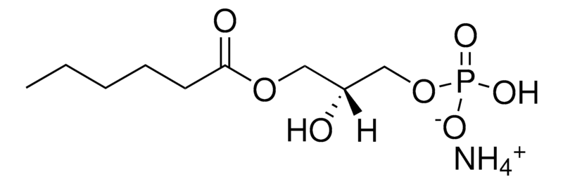 Merck 06:0 Lyso PA