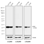 Thermo Fisher Scientific Goat anti-Mouse IgG F(ab`)2 Secondary Antibody, AP