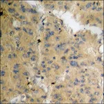 Merck Anti-phospho-LIMK1 (pThr508) antibody produced in rabbit