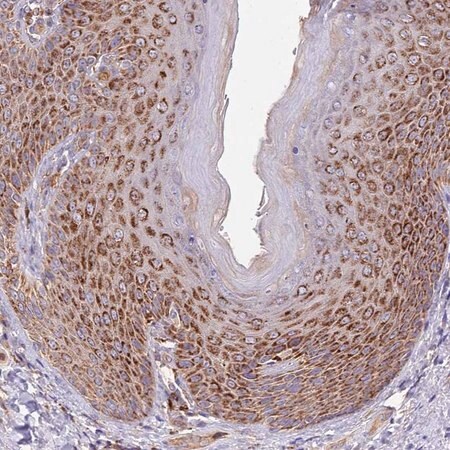 Merck Anti-DOCK6 antibody produced in rabbit