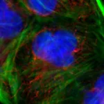 Thermo Fisher Scientific Rabbit anti-Goat IgG (Heavy Chain) Superclonal Secondary Antibody, Alexa Fluor 488