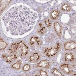 Merck Anti-OR8D1 antibody produced in rabbit