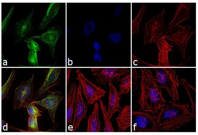 Thermo Fisher Scientific Goat anti-Rabbit IgG (H+L) Secondary Antibody, FITC