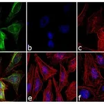 Thermo Fisher Scientific Goat anti-Rabbit IgG (H+L) Secondary Antibody, FITC