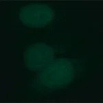 Merck Monoclonal Anti-DHX9/RHA antibody produced in rat