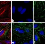 Thermo Fisher Scientific Goat anti-Mouse IgG (H+L) Highly Cross-Adsorbed Secondary Antibody, TRITC