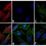 Thermo Fisher Scientific Goat anti-Mouse IgG (H+L) Highly Cross-Adsorbed Secondary Antibody, Alexa Fluor 568